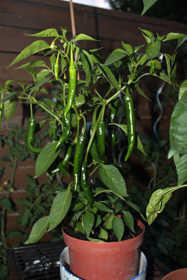Piment