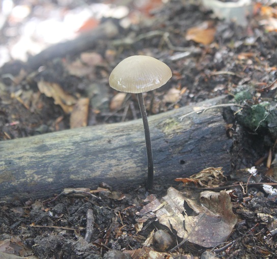 marasmius alliaceus.JPG