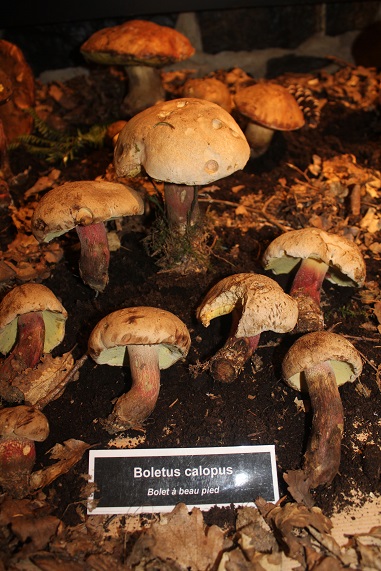 boletus calopus.JPG