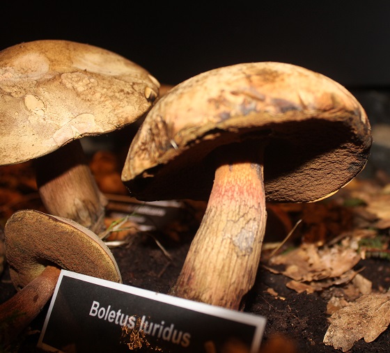 boletus luridus pied.JPG