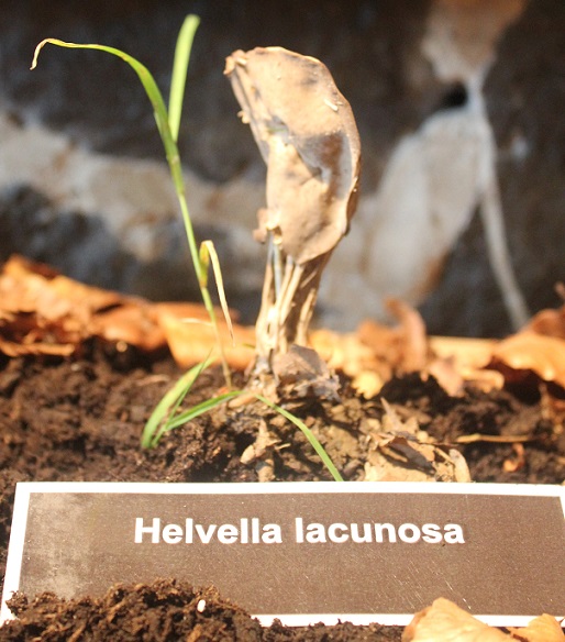 helvella lacunosa.JPG