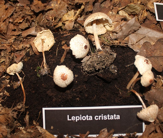 Lepiota cristata.JPG