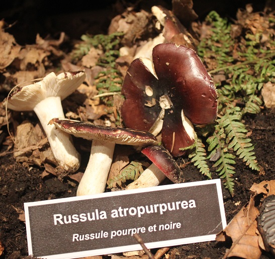 russula atropurpurea.JPG