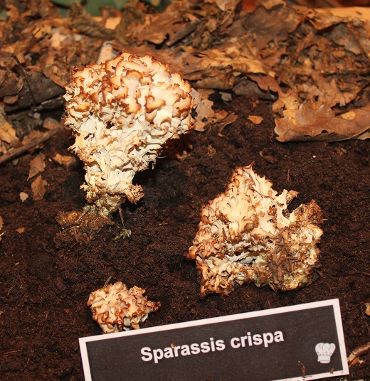 Sparassis crispa.JPG