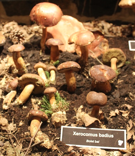 xerocomus badius.JPG