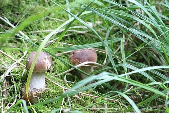 cepes 1009 A.JPG