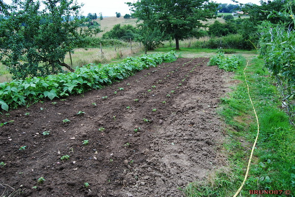 Haricots 2010 3b.jpg