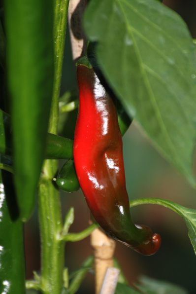 piment