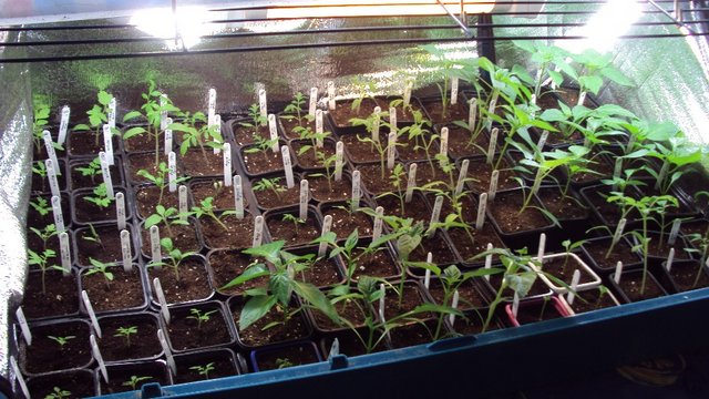 plants_en_cage.JPG