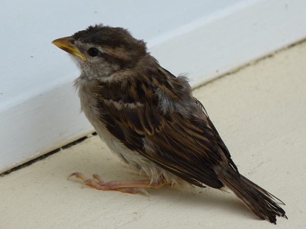 moineau