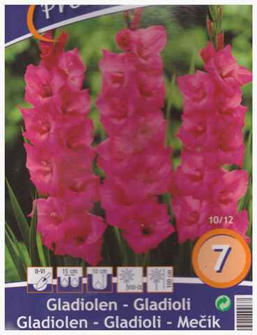 bulbe fleurs (Copy).jpg