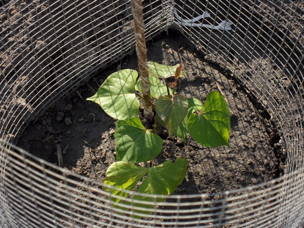 plant de patate douce