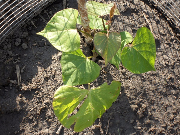 plant de patate douce
