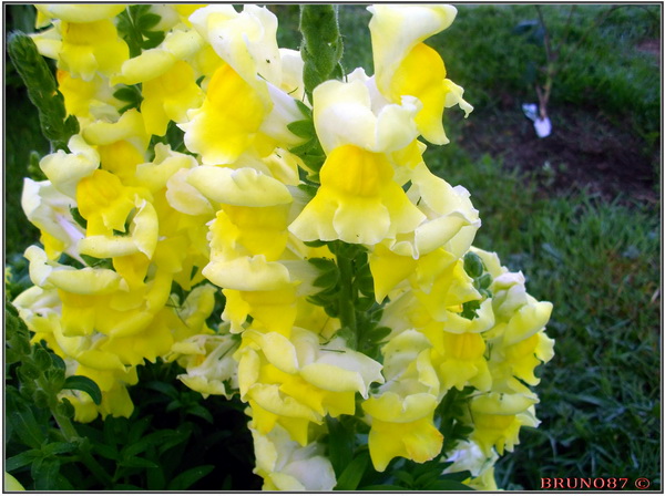 Muflier jardin 1xxx.jpg