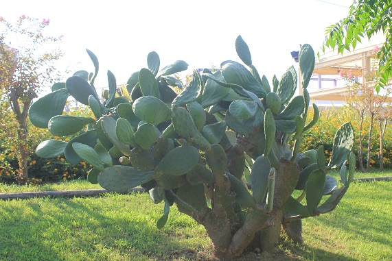 opuntia.JPG