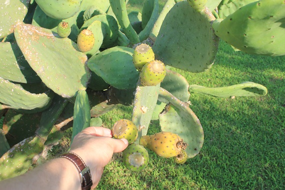 opuntia fruits.JPG