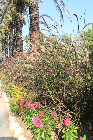 SIDE 1 FLEURS 025.JPG