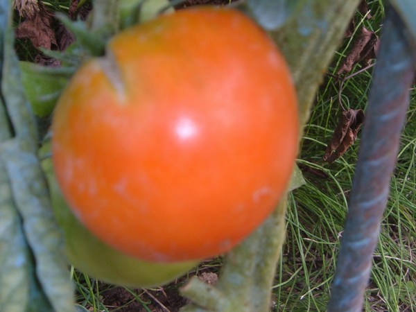 Marglobe