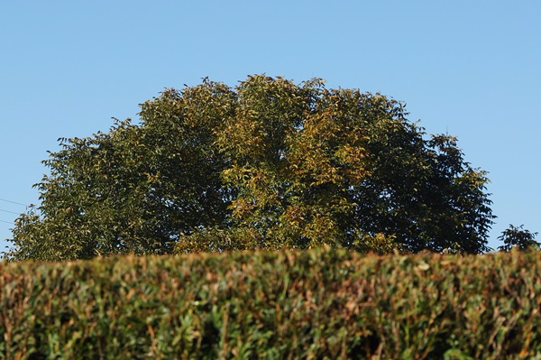 DSC07824.JPG