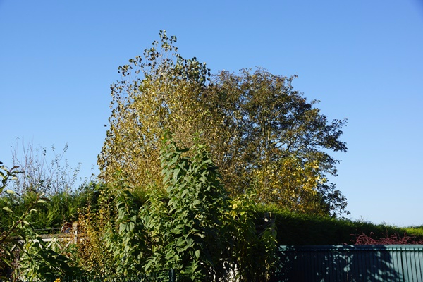 DSC07862.JPG