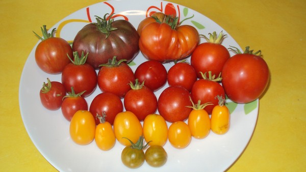 assiette_blue fruit_ananas_sunbell_raisin vert_stupice_islandaise_bloody butcher.JPG