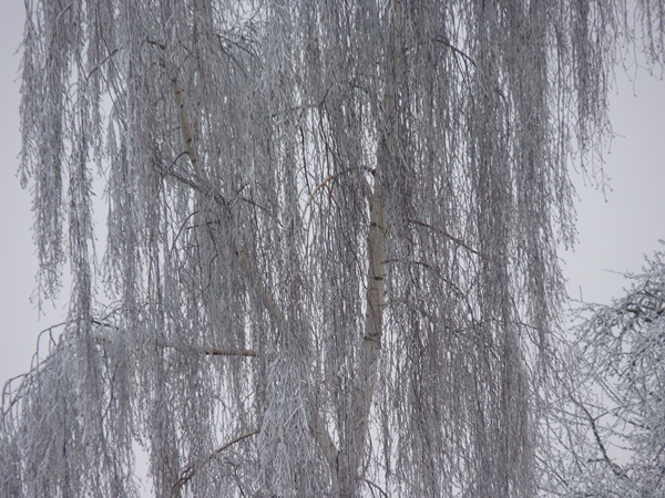 P1040730.JPG