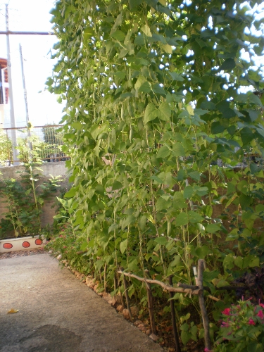 P8010001.JPG