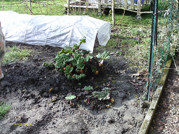 jardin 012.jpg