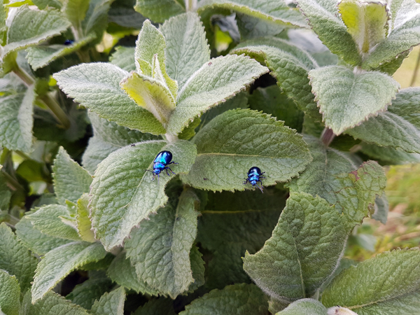 chrysomèle bleuâtre
