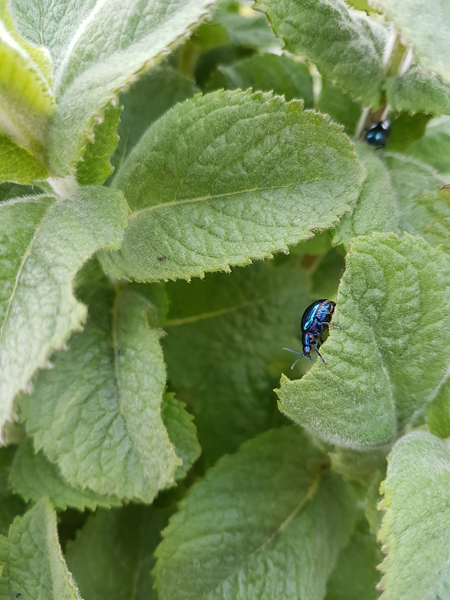 chrysomèle bleuâtre