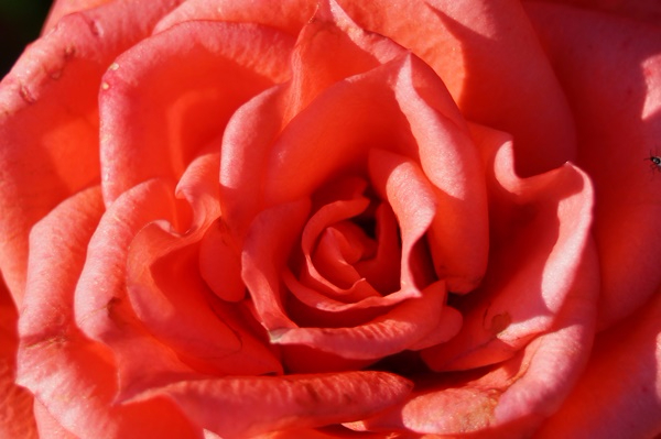 DSC08731.JPG