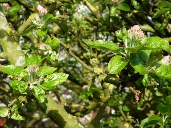 Pommier
