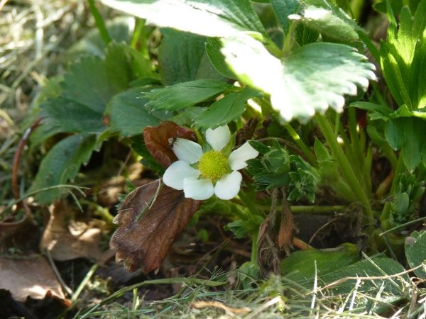 Fraise