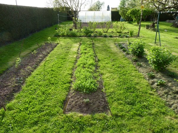 Planche de prairie fleurie (au centre)