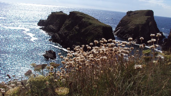 fleur et pointe 1.JPG