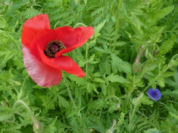 Prairie fleurie