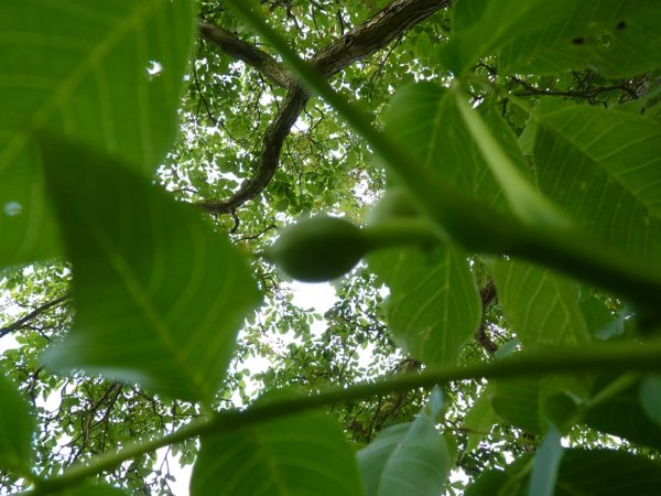 Noix
