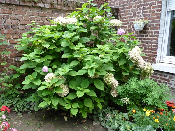 hortensia