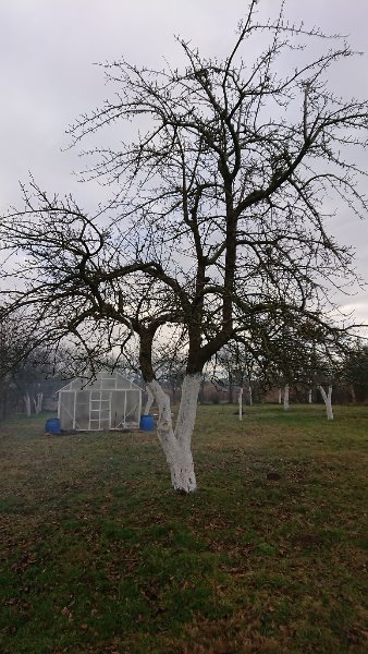 pommier hivr