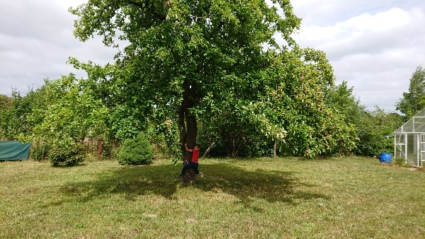pommier en fruit