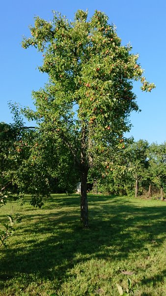 poirier en fruit