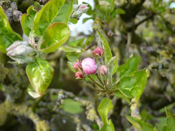 fleurs de pommier