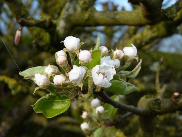fleurs de poirier