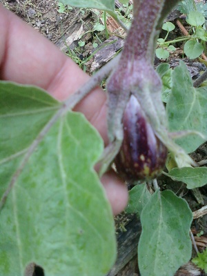 AUBERGINE PLEINE TERRE.jpg