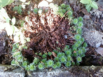 SAXIFRAGE Moosteinbrech 01.jpg