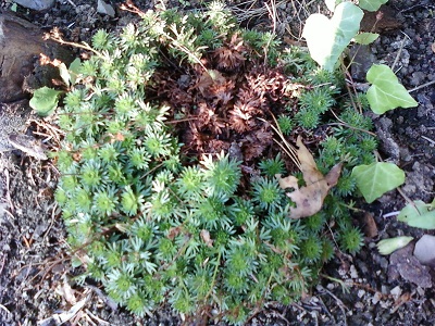 SAXIFRAGE Moosteinbrech.jpg