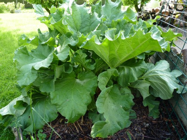 Rhubarbe