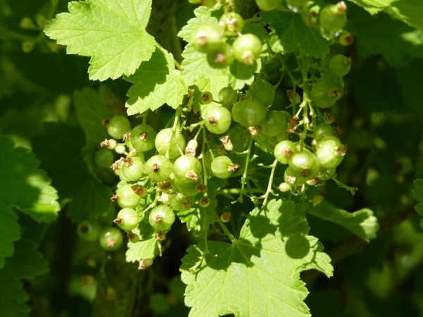 Groseilles