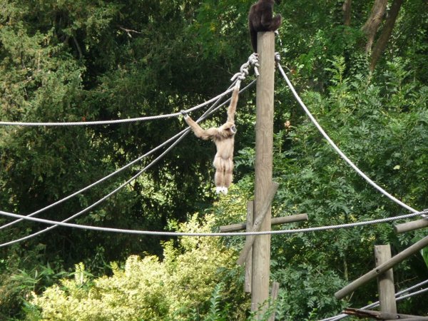 Gibbons au zoo de Lille.JPG
