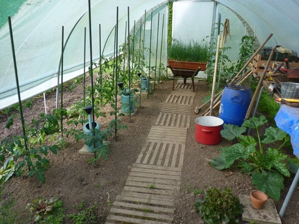 Pieds de tomate et de courgettes